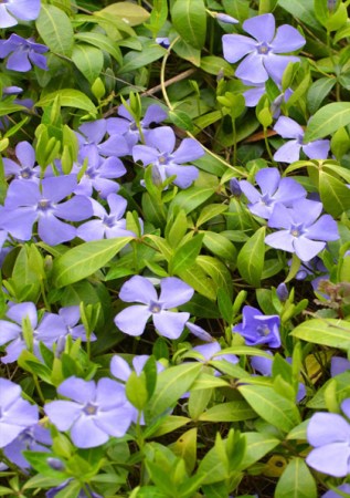 VINCA minor